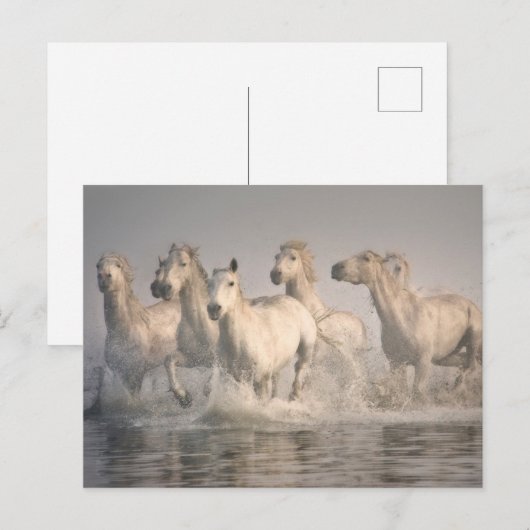 Paardengaloping in het Middellandse-Zeegebied Briefkaart (Voorkant / Achterkant)