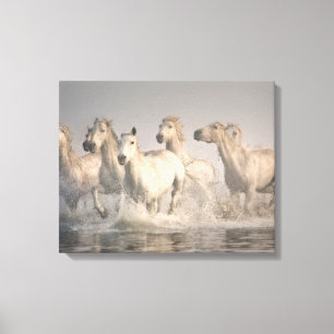 Paardengaloping in het Middellandse-Zeegebied Canvas Afdruk