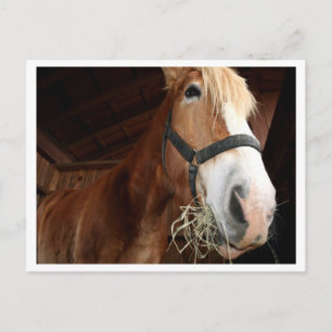 Paardengezicht Briefkaart