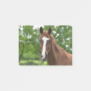 Paardengezicht met markering post-it® notes