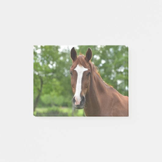Paardengezicht met markering post-it® notes (Voorkant)