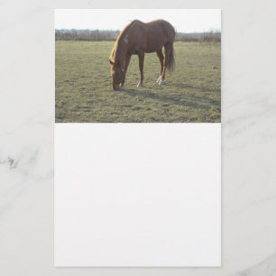 Paardengrazing Briefpapier