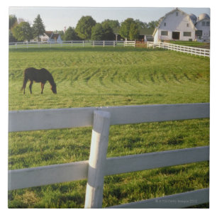 Paardengrazing op boerderij tegeltje