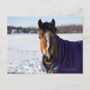 Paardengrazing op een sneeuwbedekt veld op Ekero Briefkaart