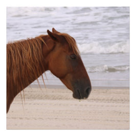 Paardenhoofd op het strand Outer Banks North Carol Foto Afdruk
