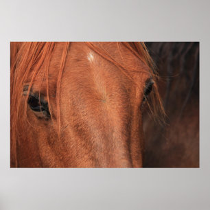 Paardenhuid Poster