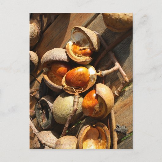 Paardenkastanjekaart Briefkaart (Voorkant)