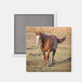 Paardenkoeler Magnet Magneet (Voorkant / Achterkant)