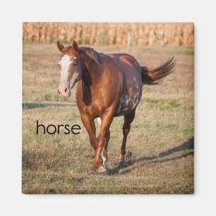 Paardenkoeler Magnet Magneet
