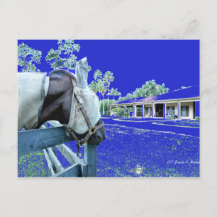 paardenkop boven hek blauw gekleurd briefkaart