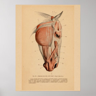 Paardenkop Spieranatomie Franse Vintage Afdrukken Poster