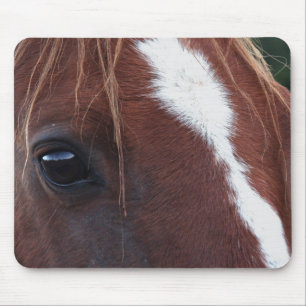 Paardenkruid Muismat