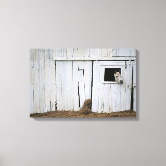 Paardenkruk uit het raam canvas afdruk (Voorkant)