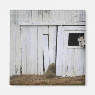 Paardenkruk uit het raam magneet