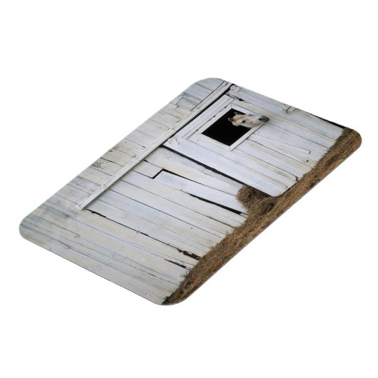 Paardenkruk uit het raam magneet (Linkerzijde)