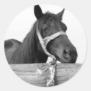 Paardenkrukken Ronde Sticker