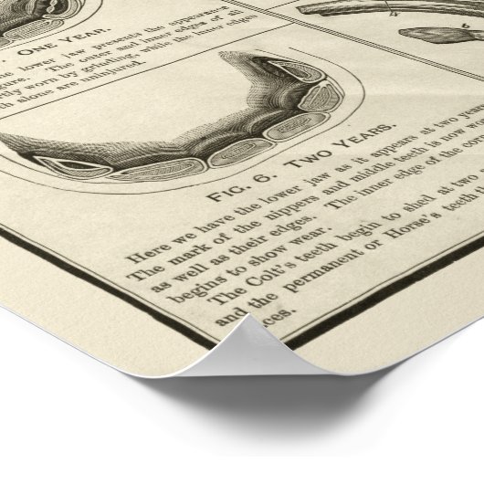 Paardenleeftijd door Poster van de Anatomie Teth C (Hoek)