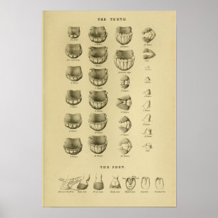 Paardenleeftijd volgens Tast Chart Dental Anatomy  Poster