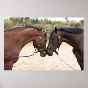 paardenliefdesposter poster