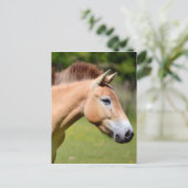 Paardenlopen van Przewalski Briefkaart (Staand voorkant)