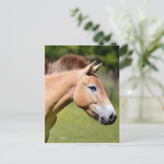 Paardenlopen van Przewalski Briefkaart (Staand voorkant)
