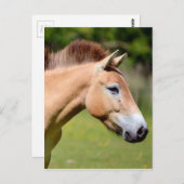 Paardenlopen van Przewalski Briefkaart (Voorkant / Achterkant)