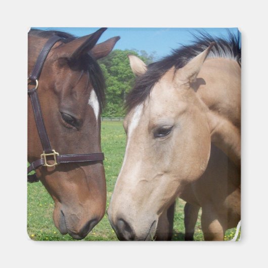 Paardenmagneet Vierkante Romance Magneet (Voorkant)