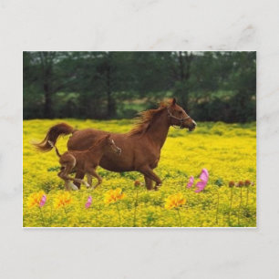 paardenmoeder en baby briefkaart