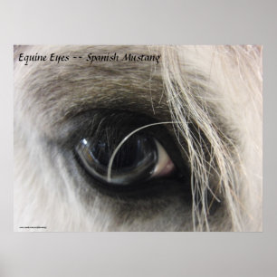 Paardenogen — Spaans mosterang Poster