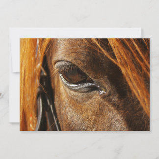Paardenoog