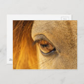 Paardenoog Briefkaart (Voorkant / Achterkant)