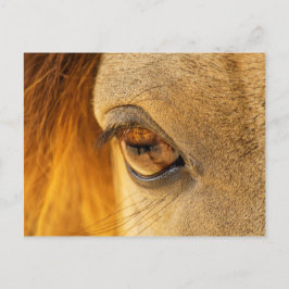 Paardenoog Briefkaart