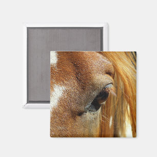 Paardenoog Close-up Magneet