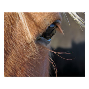 Paardenoog Perfect Poster