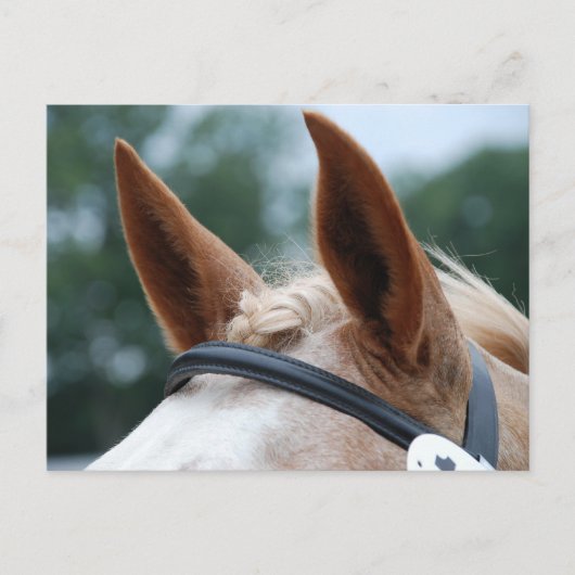 paardenoren briefkaart (Voorkant)