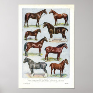 paardenpapier, 1908 Edwardian Briet Poster