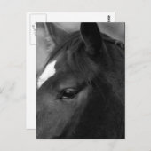 Paardenpcna Briefkaart (Voorkant / Achterkant)