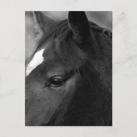 Paardenpcna Briefkaart (Voorkant)