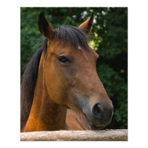 Paardenportret foto afdrukken afdruk