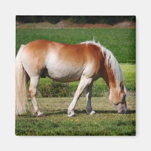 Paardenportret Magneet