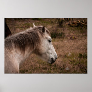 Paardenportret Poster