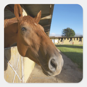 Paardenportret, Swaziland, Zuid-Afrika Vierkante Sticker