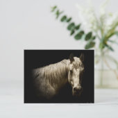 Paardenportret VI Briefkaart (Staand voorkant)