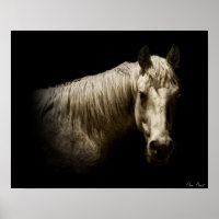 Paardenportret VI