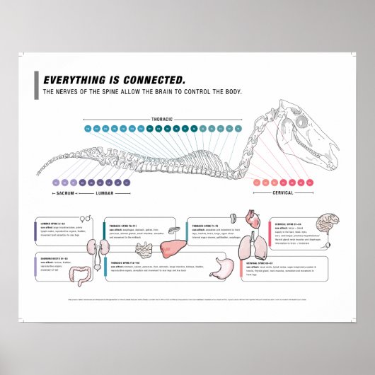 Paardenposter Poster (Voorkant)