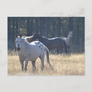 paardenpostkaart appaloosa briefkaart