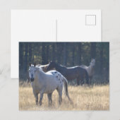 paardenpostkaart appaloosa briefkaart (Voorkant / Achterkant)