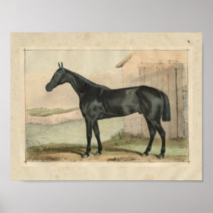 paardenprinter 1873 Glanzend Poster