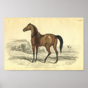 paardenprintplaat van Brood Mare Poster