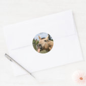 Paardenrazzberry sticker (Envelop)